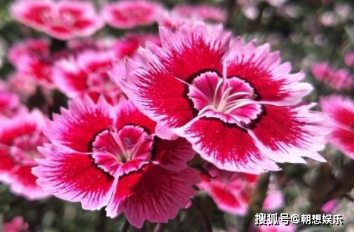 太阳花 新手首选，繁花似锦的养花好伙伴