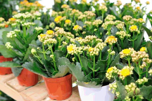 奉贤绿植花卉种植基地 50000株1元3元5元疯狂开抢 买到手软 花卉盛宴