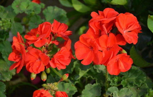 秋天给天竺葵剪几刀，来年开花更多