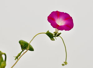 花卉杂拍 自然之美的瞬息定格