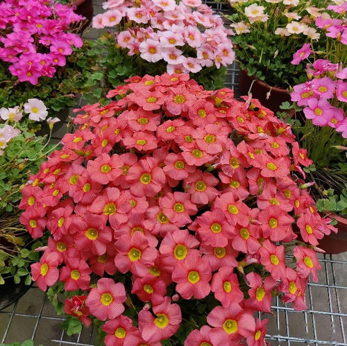 秋季阳台养花指南 花多株小，小阳台首选，开花绝美