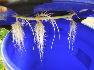 南瓜气雾克隆栽培启示及未来应用