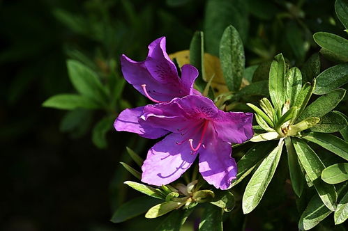 植物园花卉的多样性与魅力