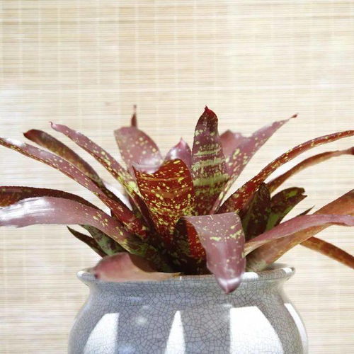 新优精品花卉展——探寻那些你可能从未见过的神奇花卉