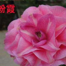 精品花卉批发 价格、渠道与厂家选择指南