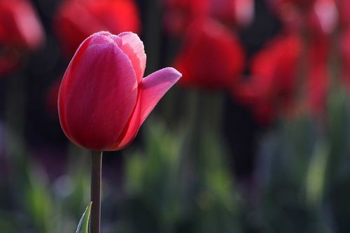 郁金香中的优雅之选 米兰粉