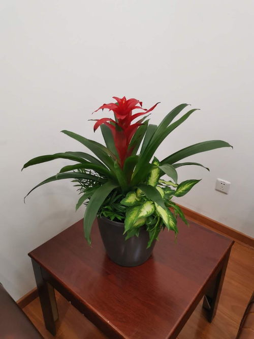 崇文绿植租赁公司 北京鲜花绿植服务与花卉种植技术咨询