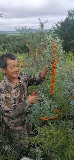 鼎胜沙棘 发展特色产业，助力乡村振兴