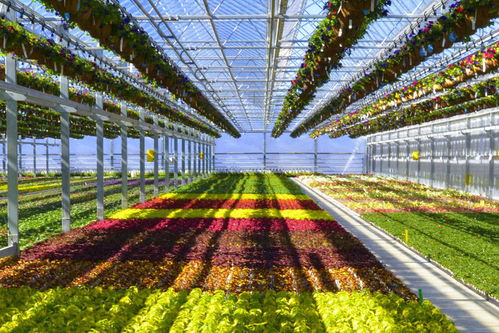 种植一年生花卉的完整指南