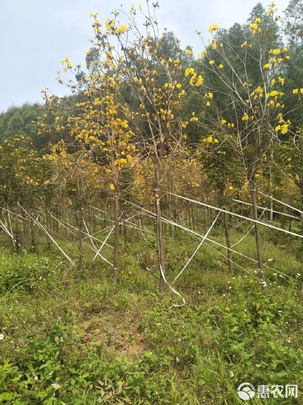 黄花风铃木栽培全攻略 从选苗到盛花的专业指南