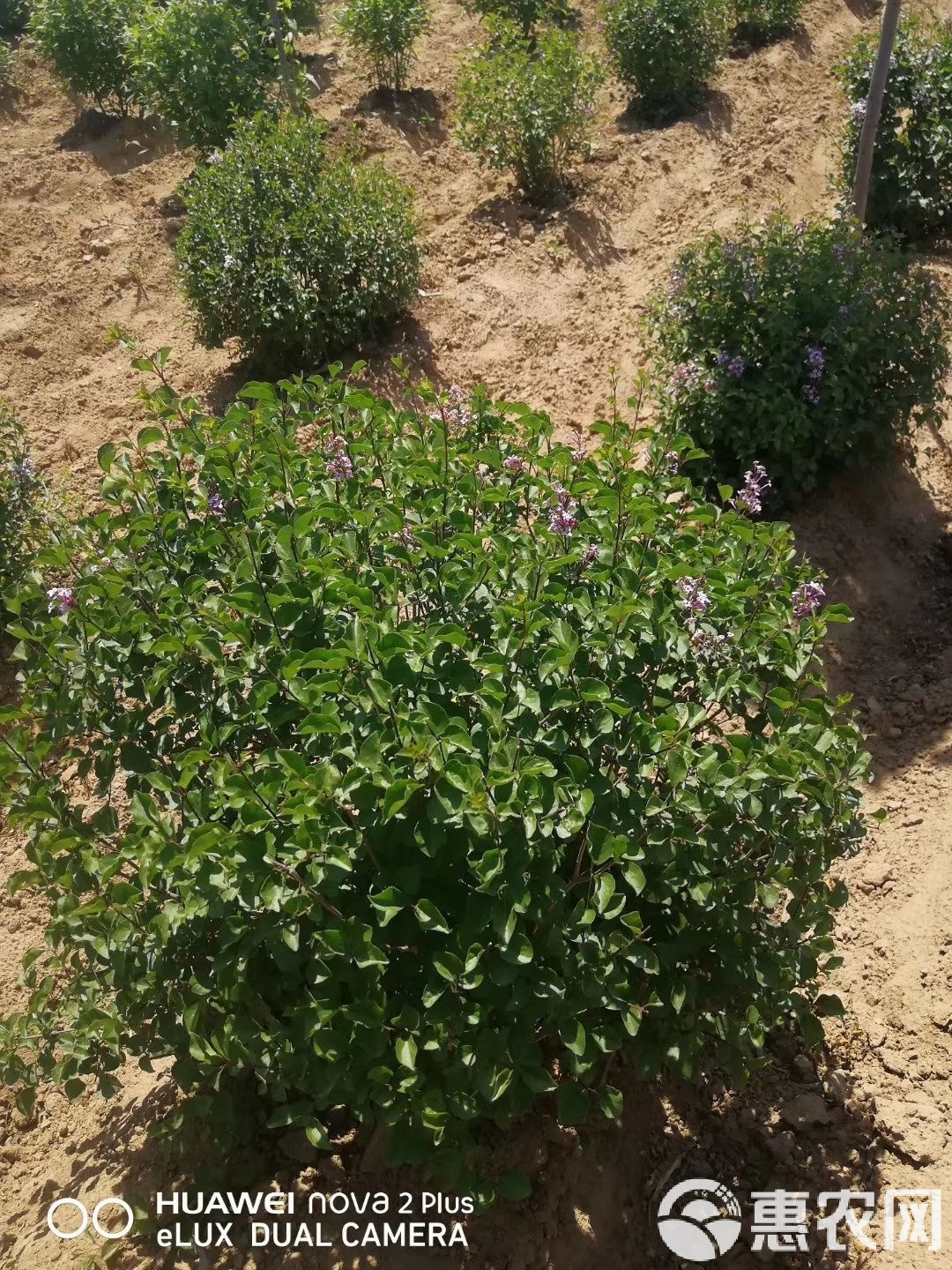 珍珠绣线菊与雪柳叶绣线菊 耐寒花灌木选购与种植指南