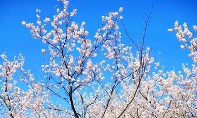 郑州春意浓，免费花展邀您共赏，附花卉养护实用指南