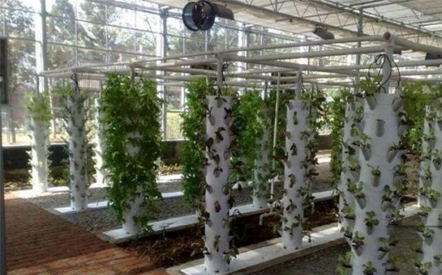 花卉无土栽培 现代园艺的创新技术与咨询指南