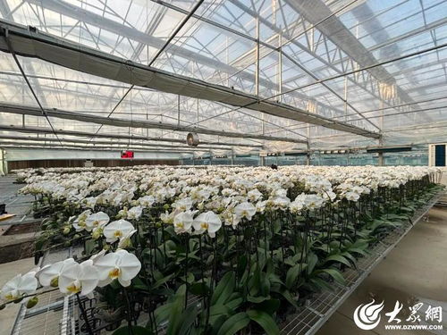 潍坊临朐 一朵蝴蝶兰，绽放乡村振兴“花经济”