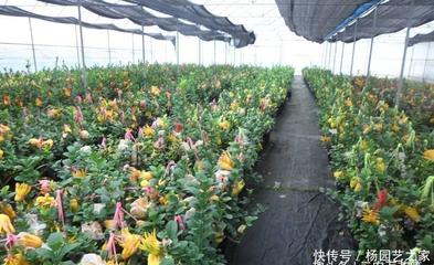 佛手盆栽全攻略 从选苗到结果的栽培管理方法