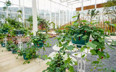 蝶舞花海，科技赋能——黄龙溪欢乐田园多媒体艺术中心花卉种植技术新篇章