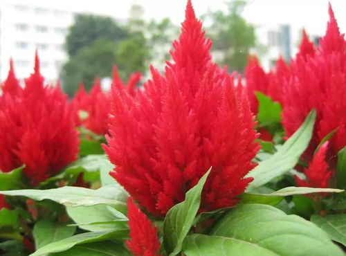 100种常见花卉播种栽培指南——献给每一位爱花人