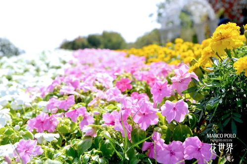 居家有绿意，疗愈有新方 疫情期间花卉绿植养殖全攻略