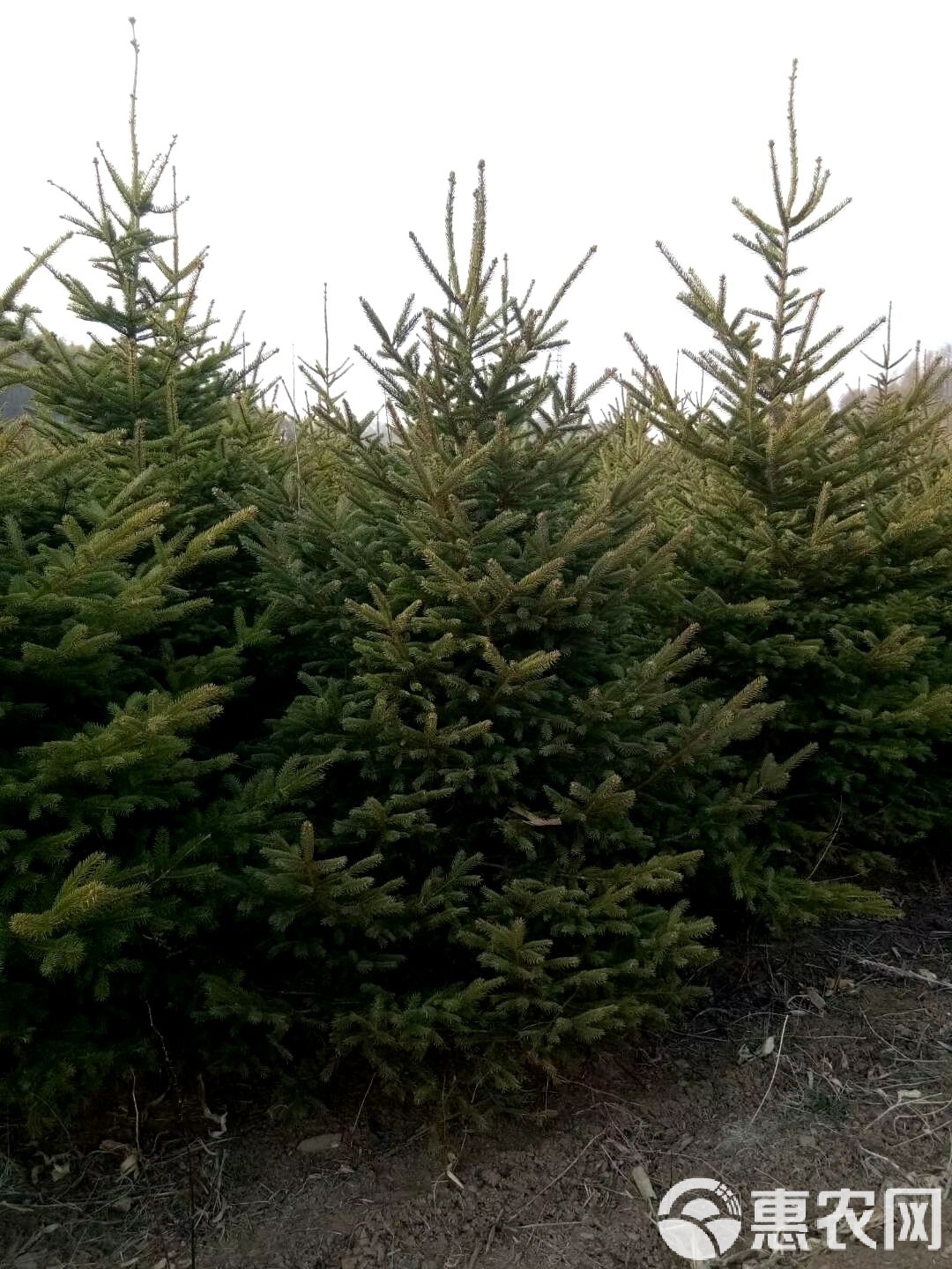 东北云杉批发指南 从树苗选择到种植养护的全面解析