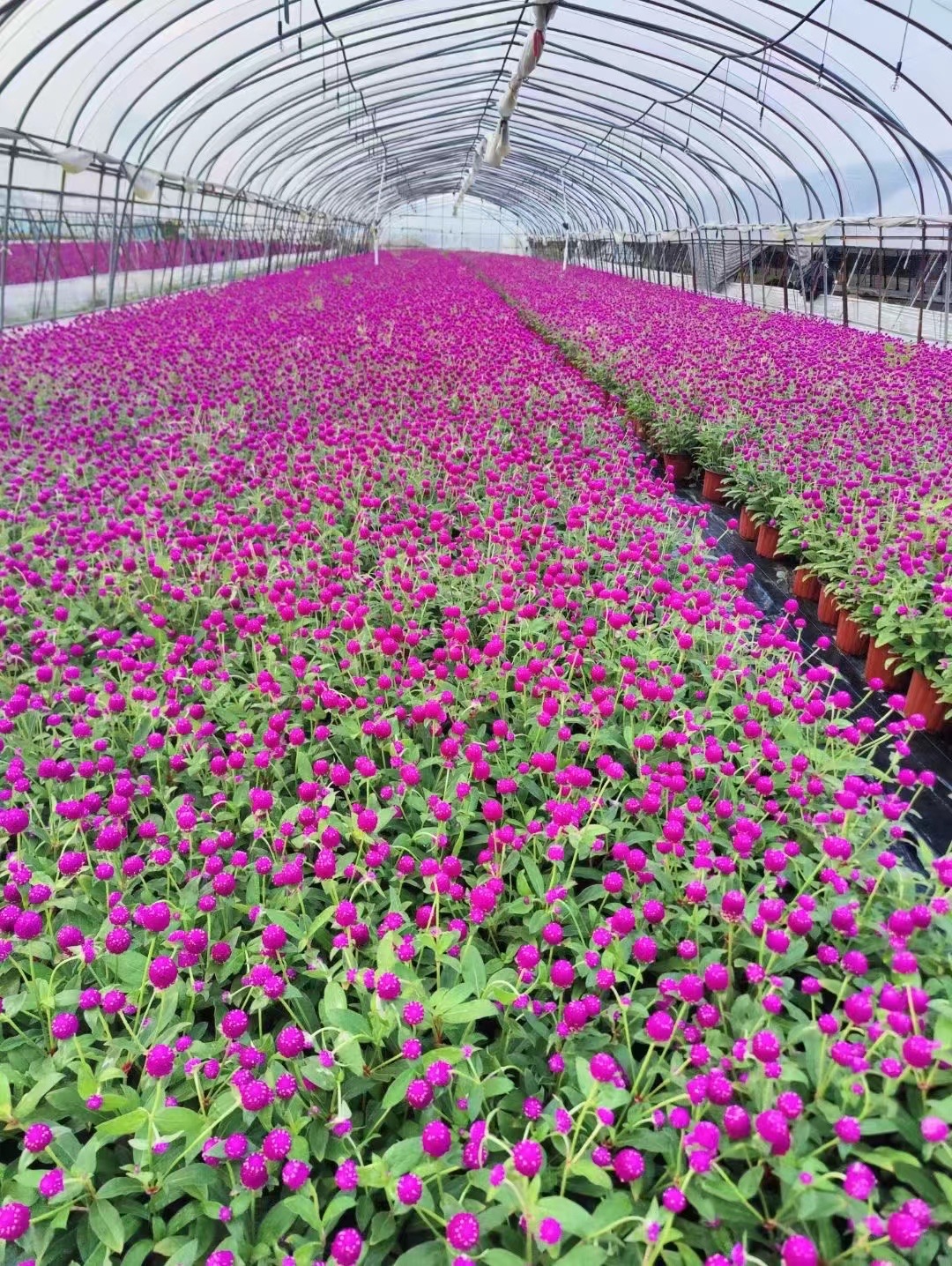 千日红种植技术与花期管理指南 多年生宿根花卉的栽培奥秘